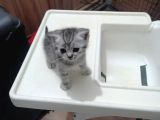 Britishshorthair Dişi Ve Erkek Yavrular
