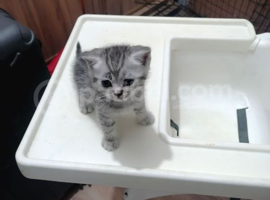 Britishshorthair Dişi Ve Erkek Yavrular görsel