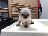 britishshorthair dişi ve erkek yavrular