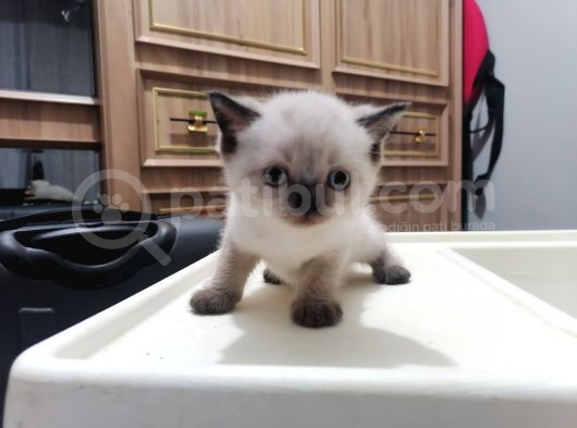 Britishshorthair Dişi Ve Erkek Yavrular