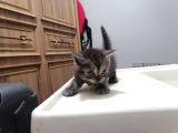 Britishshorthair Dişi Ve Erkek Yavrular