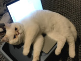 Pofik yeni yuvasını arıyor