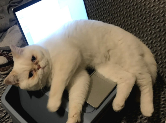 Pofik Yeni Yuvasını Arıyor