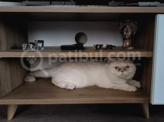 Pofik Yeni Yuvasını Arıyor görsel