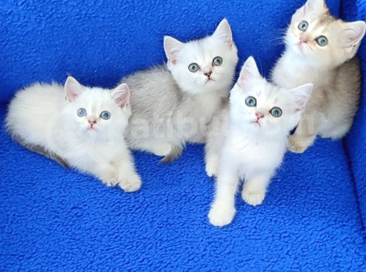 Kali̇te Kali̇te Ponçi̇kler Güzelli̇k Abi̇deleri̇ görsel