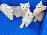 Kali̇te Kali̇te Ponçi̇kler Güzelli̇k Abi̇deleri̇