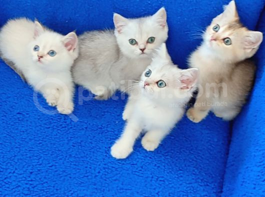 Kali̇te Kali̇te Ponçi̇kler Güzelli̇k Abi̇deleri̇ görsel