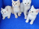 KALİTE KALİTE PONÇİKLER GÜZELLİK ABİDELERİ