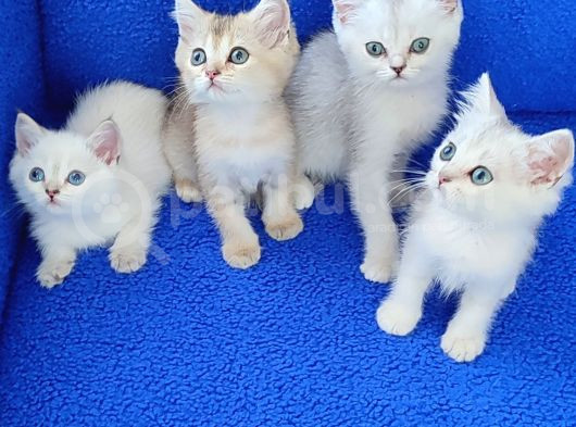 Kali̇te Kali̇te Ponçi̇kler Güzelli̇k Abi̇deleri̇