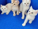 Kali̇te Kali̇te Ponçi̇kler Güzelli̇k Abi̇deleri̇