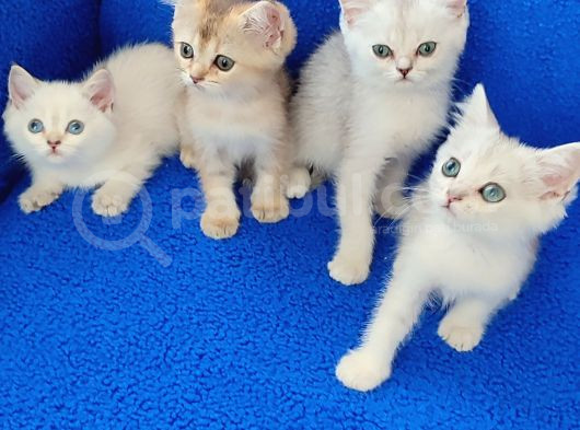 Kali̇te Kali̇te Ponçi̇kler Güzelli̇k Abi̇deleri̇ görsel