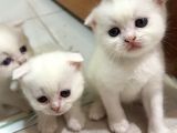 British Shorthair scottish Fold 4 dişi 1 erkek yavrular