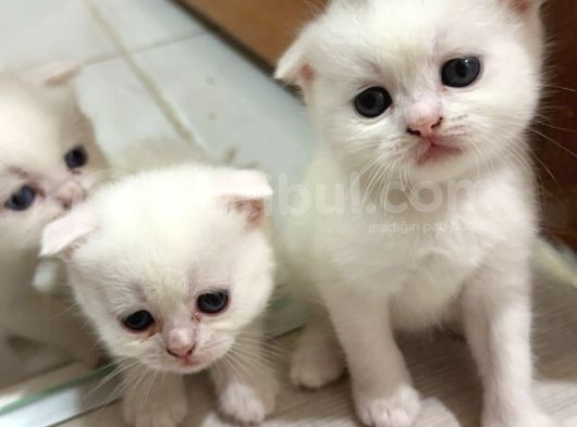 British Shorthair Scottish Fold 4 Dişi 1 Erkek Yavrular