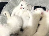 British Shorthair Scottish Fold 4 Dişi 1 Erkek Yavrular