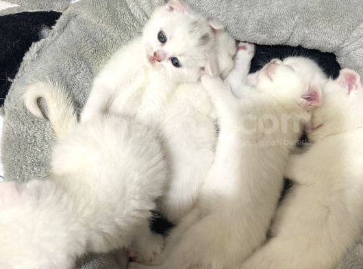 British Shorthair Scottish Fold 4 Dişi 1 Erkek Yavrular görsel