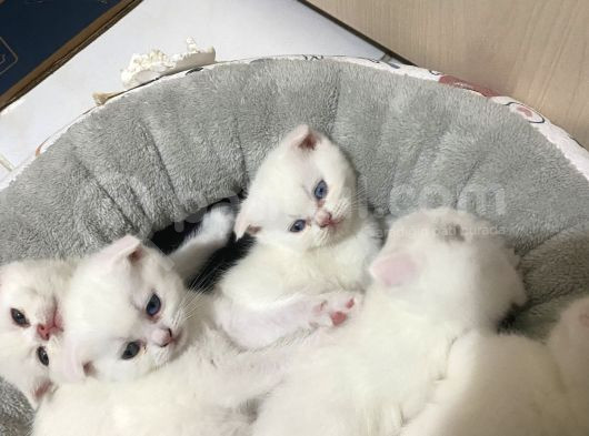 British Shorthair Scottish Fold 4 Dişi 1 Erkek Yavrular görsel