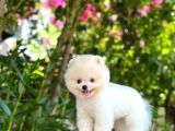 ırk ve sağlık garantili Pomeranian Boo Erkek Yavru