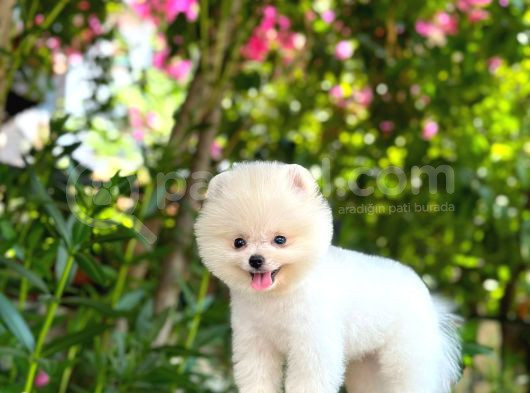 Irk Ve Sağlık Garantili Pomeranian Boo Erkek Yavru