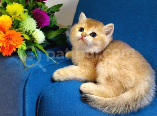 Ayıcık Surat British Shorthair Golden Bebek görsel