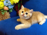 Ayıcık Surat British Shorthair Golden Bebek