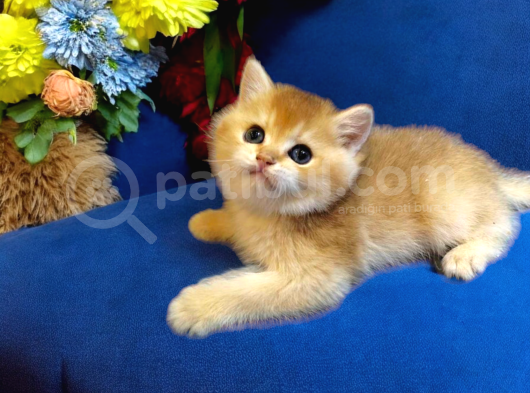 Ayıcık Surat British Shorthair Golden Bebek görsel