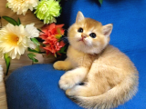 Ayıcık Surat British Shorthair Golden Bebek