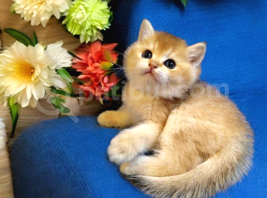 Ayıcık Surat British Shorthair Golden Bebek görsel