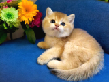 Ayıcık surat british Shorthair golden bebek