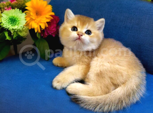Ayıcık Surat British Shorthair Golden Bebek