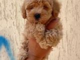 Kahve Tonlu Mini Boy Puppy Sevimli Yavrular Malti̇po Ci̇nsi̇ 