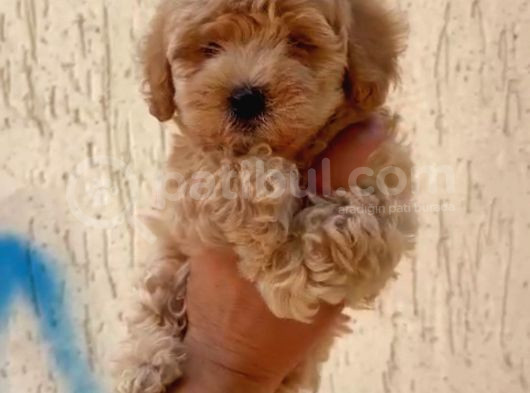 Kahve Tonlu Mini Boy Puppy Sevimli Yavrular Malti̇po Ci̇nsi̇  görsel