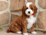 Red braw kıpkırmızı ev üretimi TOOY POODLE 
