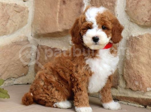 Red Braw Kıpkırmızı Ev Üretimi Tooy Poodle 