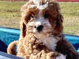 Red Braw Kıpkırmızı Ev Üretimi Tooy Poodle 