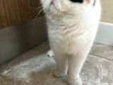 Yetişkin Exotich Shorthair