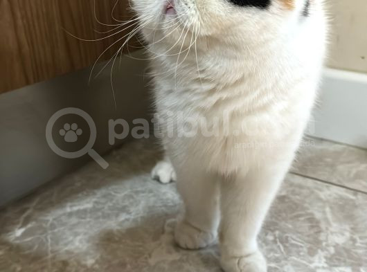 Yetişkin Exotich Shorthair görsel