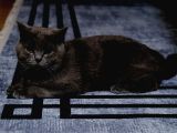 1 yaşında erkek British Shorthair