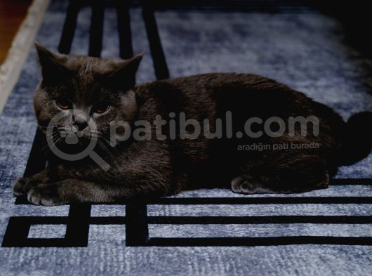 1 Yaşında Erkek British Shorthair