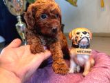 A Secereli Tuvalet Eğitimli Toy Poodle Yavrularımız