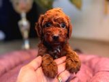 A secereli tuvalet eğitimli toy poodle yavrularımız