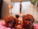 A Secereli Tuvalet Eğitimli Toy Poodle Yavrularımız