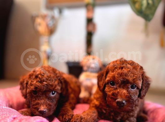 A Secereli Tuvalet Eğitimli Toy Poodle Yavrularımız görsel
