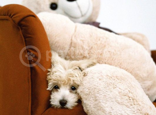 Orjinal 0 Numara Maltipoo görsel