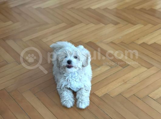 Orjinal 0 Numara Maltipoo
