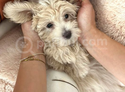 Orjinal 0 Numara Maltipoo görsel