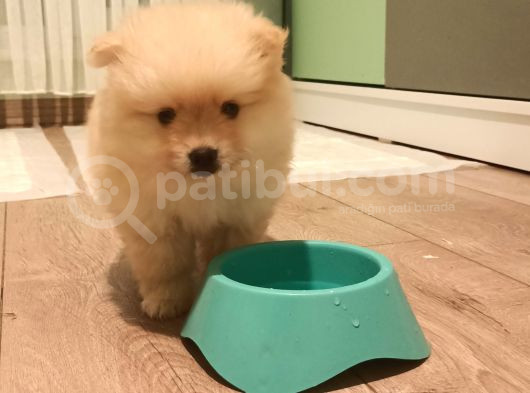 Ayı Surat Ev Üretimi Pomerian Boo Tuvalet Eğitimli görsel
