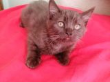 Nadir Renk Erkek Çikolata British Shorthair 