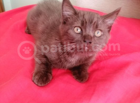 Nadir Renk Erkek Çikolata British Shorthair  görsel