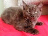 Nadir renk erkek çikolata british shorthair 