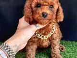 Orijinal Toy Poodle Yavrular 